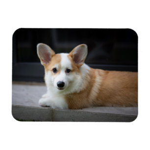 Niedliche Kleintiere Entspannende Corgi Welpe Magnet