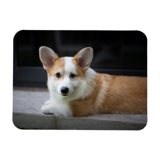 Niedliche Kleintiere | Entspannende Corgi Welpe Magnet (Horizontal)