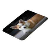 Niedliche Kleintiere | Entspannende Corgi Welpe Magnet (Linke Seite)