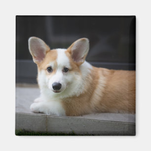 Niedliche Kleintiere   Entspannende Corgi Welpe Magnet