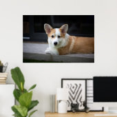 Niedliche Kleintiere | Entspannende Corgi Welpe Poster (Heimbüro)