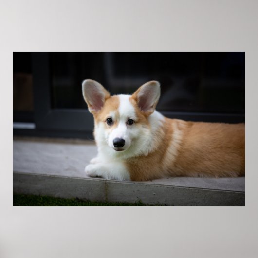 Niedliche Kleintiere | Entspannende Corgi Welpe Poster (Vorne)