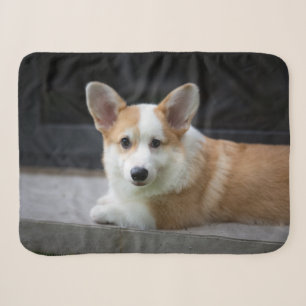 Niedliche Kleintiere   Entspannende Corgi Welpe Sherpadecke