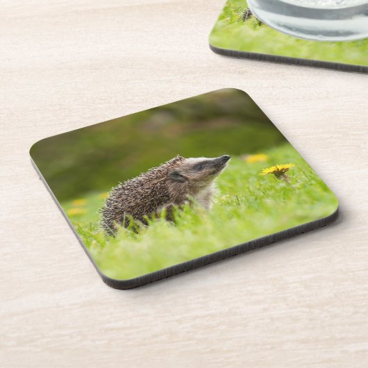 Niedliche Kleintiere | Europäischer Igel Getränkeuntersetzer (Linke Seite)