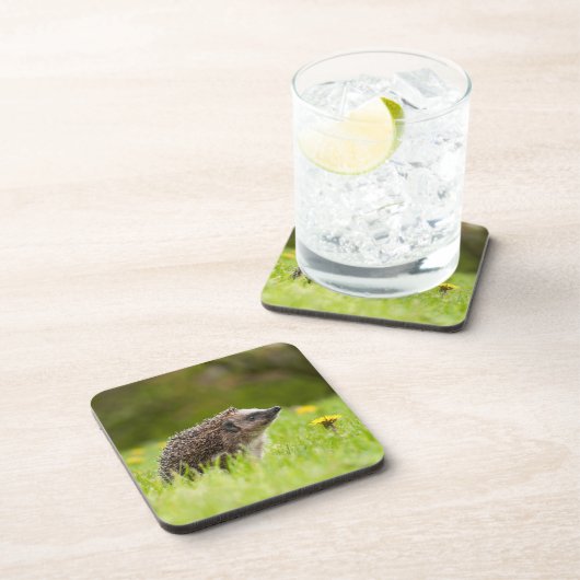 Niedliche Kleintiere | Europäischer Igel Getränkeuntersetzer (Rechte Seite)