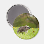 Niedliche Kleintiere | Europäischer Igel Magnet (Vorderseite/Rückseite)