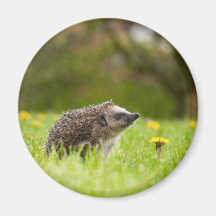 Niedliche Kleintiere   Europäischer Igel Magnet