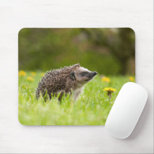 Niedliche Kleintiere   Europäischer Igel Mousepad