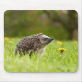 Niedliche Kleintiere | Europäischer Igel Mousepad (Vorne)