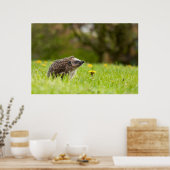 Niedliche Kleintiere | Europäischer Igel Poster (Küche)
