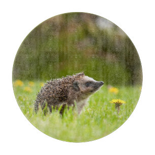 Niedliche Kleintiere Europäischer Igel Schneidebrett