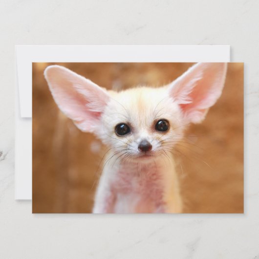 Niedliche Kleintiere | Fennec Fox Dankeskarte (Vorderseite)
