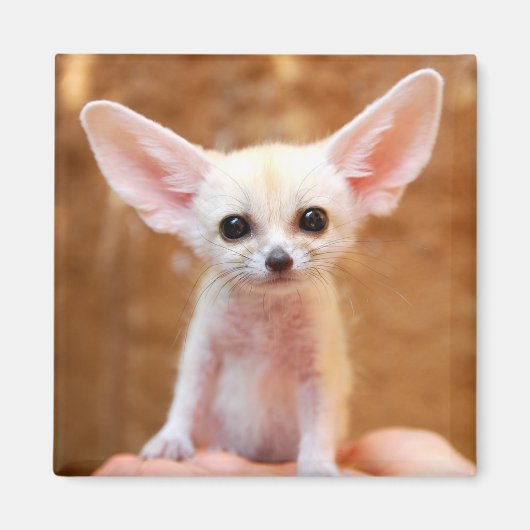 Niedliche Kleintiere | Fennec Fox Magnet (Vorne)