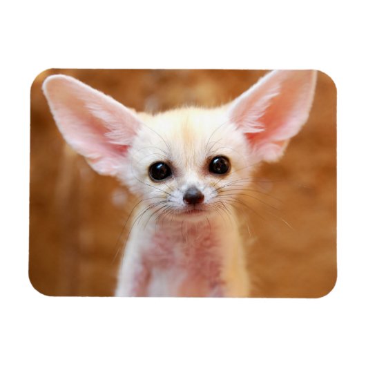 Niedliche Kleintiere | Fennec Fox Magnet (Horizontal)