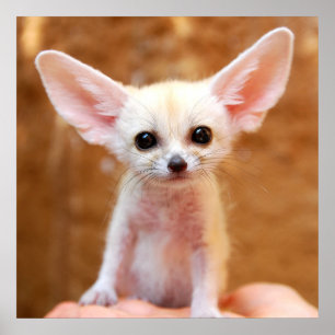 Niedliche Kleintiere Fennec Fox Poster