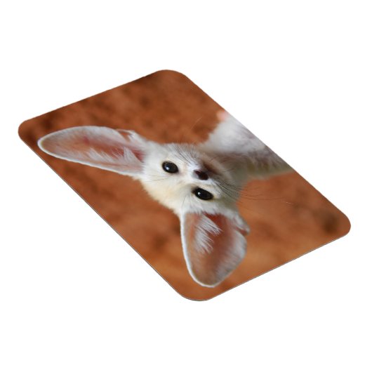 Niedliche Kleintiere | Fennec Fox Pup Magnet (Rechte Seite)