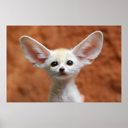 Niedliche Kleintiere | Fennec Fox Pup Poster (Vorne)
