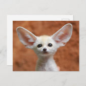 Niedliche Kleintiere | Fennec Fox Pup Postkarte (Vorne/Hinten)