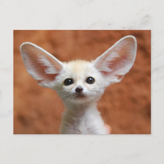 Niedliche Kleintiere | Fennec Fox Pup Postkarte (Vorderseite)