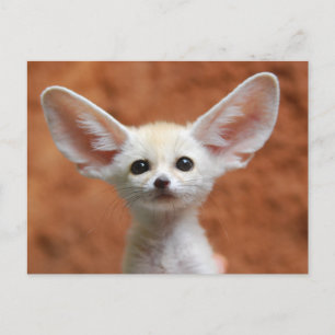 Niedliche Kleintiere   Fennec Fox Pup Postkarte