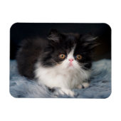 Niedliche Kleintiere | Fluffy B&W Kitten Magnet (Horizontal)