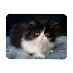 Niedliche Kleintiere   Fluffy B&W Kitten Magnet