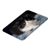 Niedliche Kleintiere | Fluffy B&W Kitten Magnet (Linke Seite)