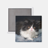 Niedliche Kleintiere | Fluffy B&W Kitten Magnet (Vorderseite/Rückseite)