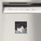 Niedliche Kleintiere | Fluffy B&W Kitten Magnet (In Situ (Geschirrspüler))