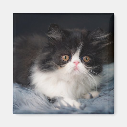 Niedliche Kleintiere | Fluffy B&W Kitten Magnet (Vorne)