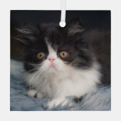 Niedliche Kleintiere | Fluffy B&W Kitten Ornament Aus Glas (Rückseite)