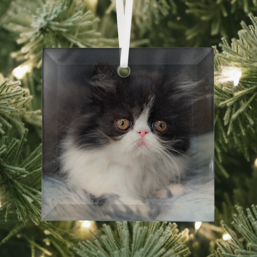 Niedliche Kleintiere | Fluffy B&W Kitten Ornament Aus Glas (Insitu)