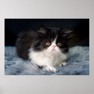 Niedliche Kleintiere   Fluffy B&W Kitten Poster