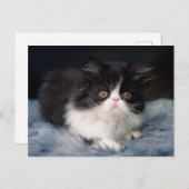 Niedliche Kleintiere | Fluffy B&W Kitten Postkarte (Vorne/Hinten)