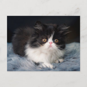 Niedliche Kleintiere   Fluffy B&W Kitten Postkarte