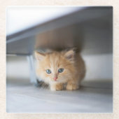 Niedliche Kleintiere | Fluffy Orange Kitten Glasuntersetzer (Vorderseite)