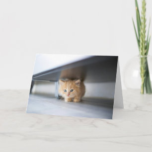 Niedliche Kleintiere Fluffy Orange Kitten Karte