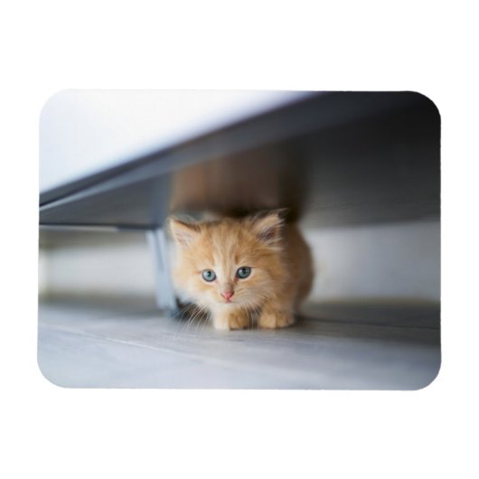 Niedliche Kleintiere | Fluffy Orange Kitten Magnet (Horizontal)