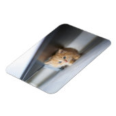 Niedliche Kleintiere | Fluffy Orange Kitten Magnet (Linke Seite)