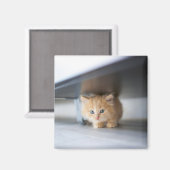 Niedliche Kleintiere | Fluffy Orange Kitten Magnet (Vorderseite/Rückseite)
