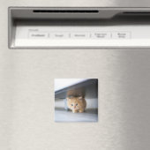 Niedliche Kleintiere | Fluffy Orange Kitten Magnet (In Situ (Geschirrspüler))