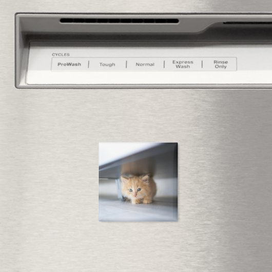 Niedliche Kleintiere | Fluffy Orange Kitten Magnet (In Situ (Geschirrspüler))