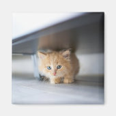 Niedliche Kleintiere | Fluffy Orange Kitten Magnet (Vorne)