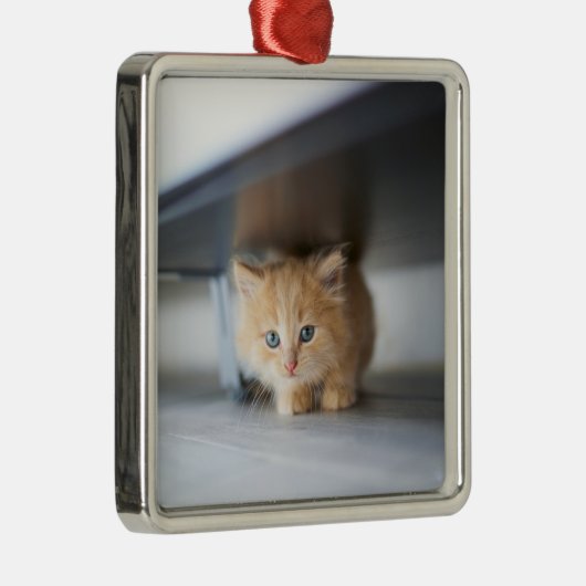 Niedliche Kleintiere | Fluffy Orange Kitten Ornament Aus Metall (Rechts)