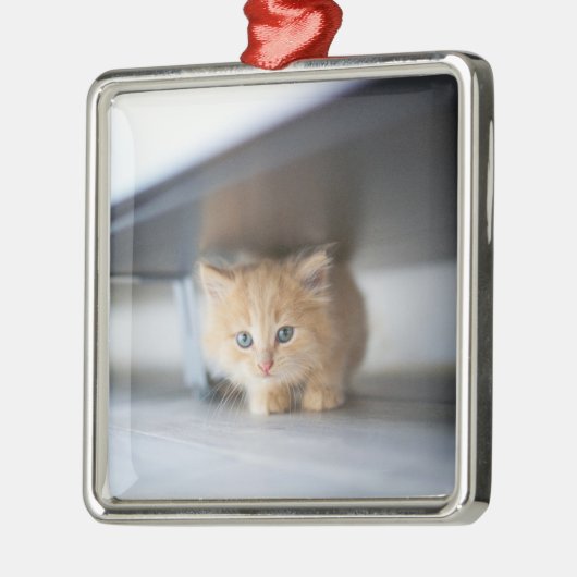 Niedliche Kleintiere | Fluffy Orange Kitten Ornament Aus Metall (Links)