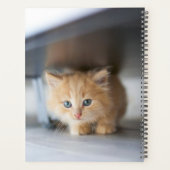 Niedliche Kleintiere | Fluffy Orange Kitten Planer (Rückseite)