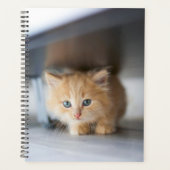 Niedliche Kleintiere | Fluffy Orange Kitten Planer (Vorderseite)