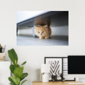 Niedliche Kleintiere | Fluffy Orange Kitten Poster (Heimbüro)