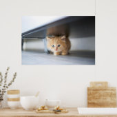 Niedliche Kleintiere | Fluffy Orange Kitten Poster (Küche)