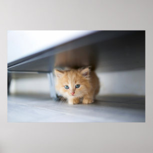 Niedliche Kleintiere   Fluffy Orange Kitten Poster